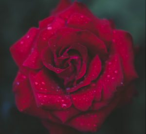 Use rosewater as toner